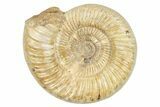 Jurassic Ammonite (Perisphinctes) - Madagascar #229521-1
